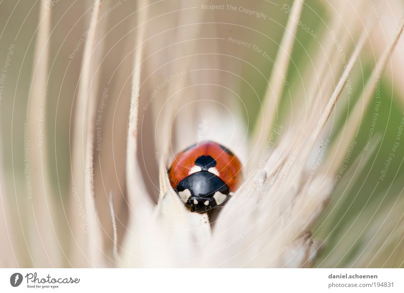 wildes Tier Umwelt Natur Nutztier Käfer 1 krabbeln rot Glück Marienkäfer Tierporträt