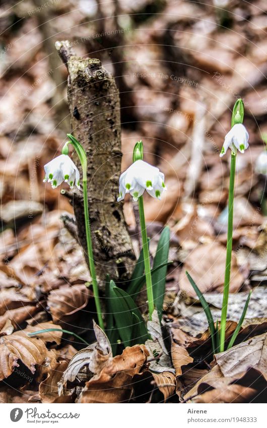 drei Grazien und ein grober Klotz Natur Pflanze Frühling Blume Schneeglöckchen Märzenbecher Wald Blühend Wachstum schön natürlich braun grün weiß