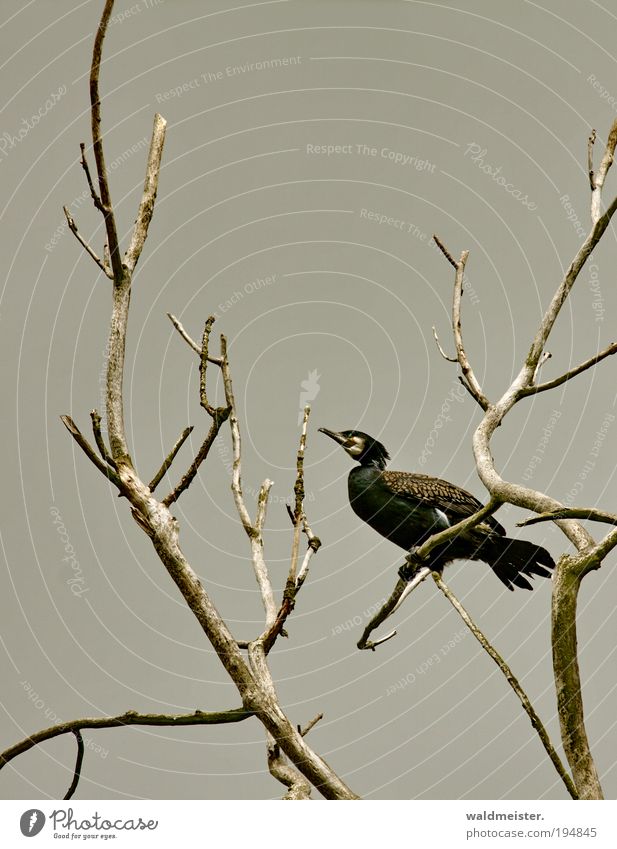 Kormoran Himmel Baum Ast Tier Vogel sitzen Wachsamkeit Umweltschutz Artenschutz Farbfoto Außenaufnahme