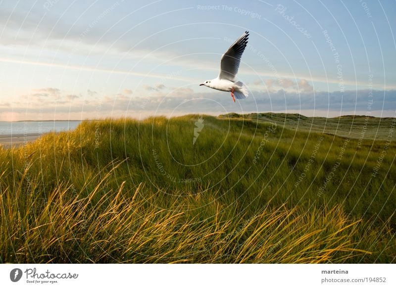 Natur Pur Umwelt Landschaft Luft Wasser Himmel Sonnenlicht Klima Wetter Schönes Wetter Pflanze Gras Wildpflanze Küste Nordsee Tier Vogel 1 fliegen