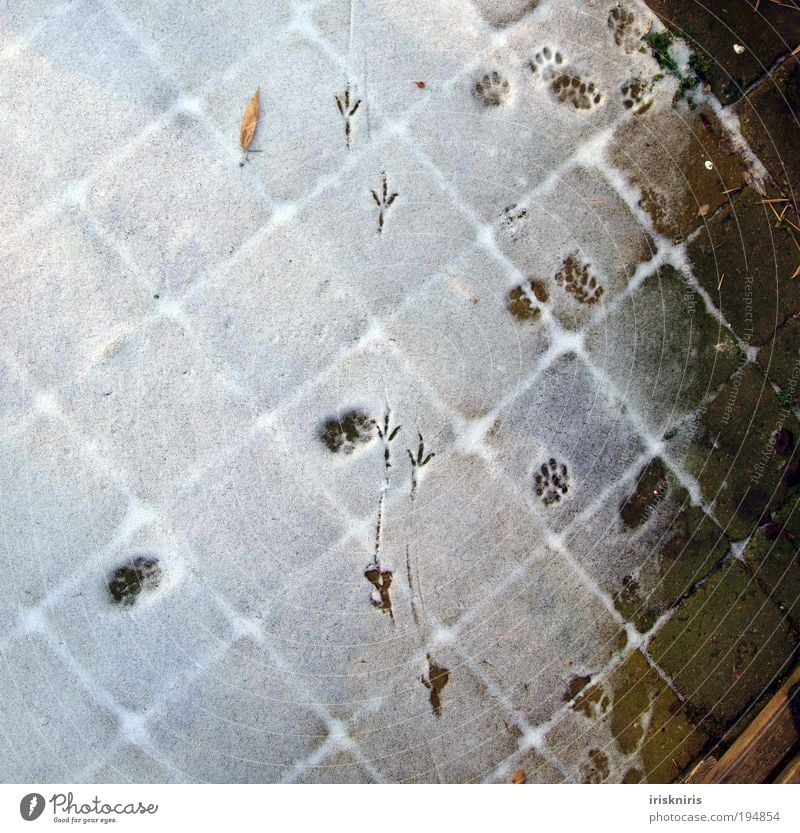 Spuren im Schnee Winter Terrasse Katze Vogel Krallen Pfote Fährte Zufriedenheit Natur Farbfoto Außenaufnahme natürlich kalt Stein laufen ruhig Katzenspuren