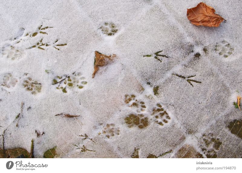 Spuren im Schnee Winter Terrasse Katze Vogel Krallen Pfote Fährte Fußspur natürlich kalt Farbfoto Puderzucker Blatt pflastern laufen ruhig Katzenspuren
