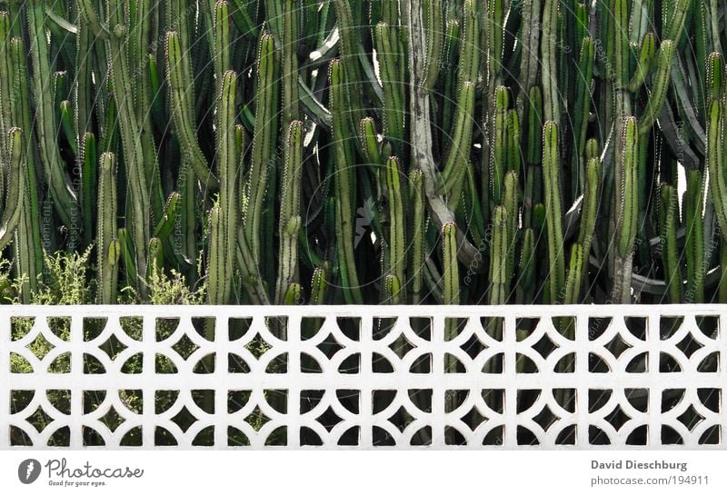 Viel Spaß beim stutzen Pflanze Sommer Kaktus Grünpflanze Garten Park grün weiß Wachstum Zaun Linie horizontal Farbfoto Außenaufnahme Muster Strukturen & Formen
