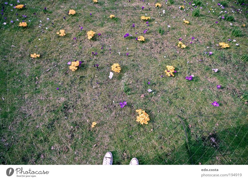 Frühling|#1|#1| Umwelt Natur Urelemente Erde Blume Gras Garten genießen grün Frühlingsgefühle verstört Sinnesorgane Farbfoto Außenaufnahme Menschenleer Morgen