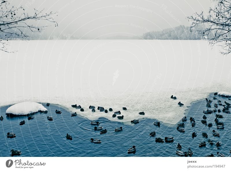 Durchhalten Wasser Winter Eis Frost Schnee Seeufer Vogel Tiergruppe kalt Entenvögel Eisfläche Menschengruppe Zusammenhalt Zusammensein Gemeinsam stark Farbfoto