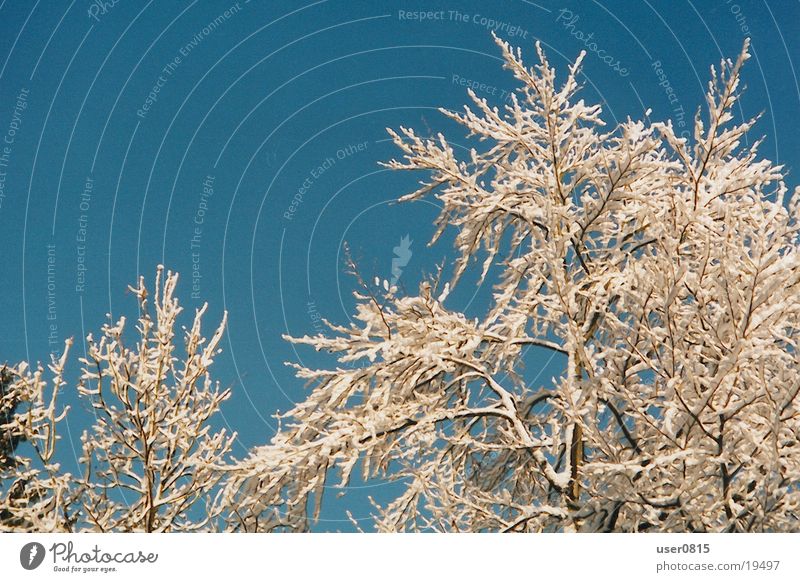 Winterbaum Baum Schnee Blauer Himmel