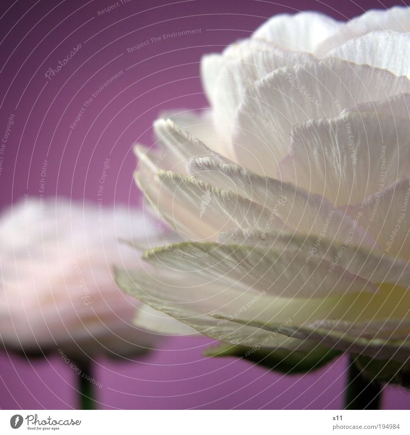 Ranunkel Umwelt Natur Pflanze Frühling Blume Blüte Park Blühend Duft verblüht dehydrieren Wachstum elegant Freundlichkeit Fröhlichkeit schön violett rosa weiß