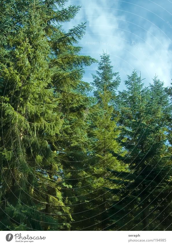 Tief im Tannenwald Wald trunk firs conifer tree wood weald grove trees Pflanze nature flora pflanzlich branch branches background landscape Umwelt Botanik
