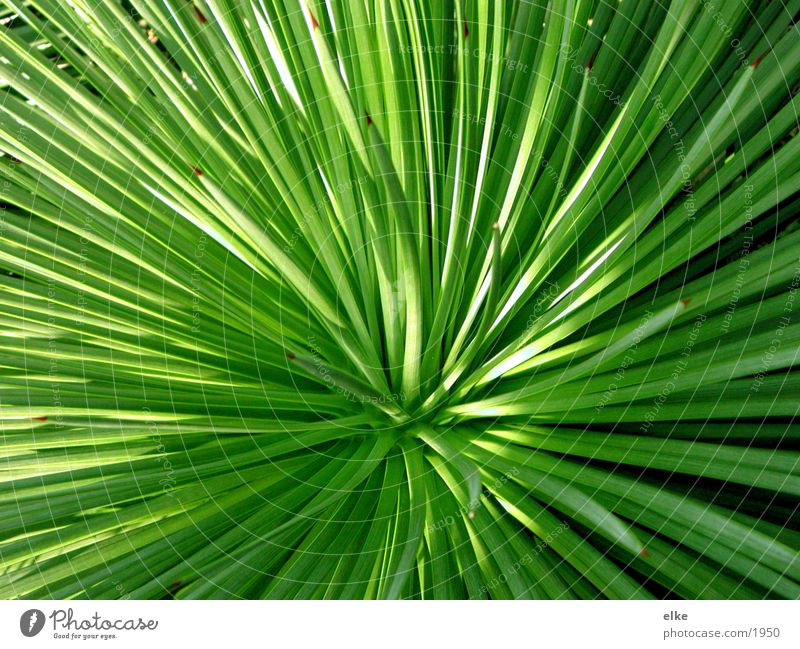 grün und licht Pflanze Kaktus Botanik Blatt