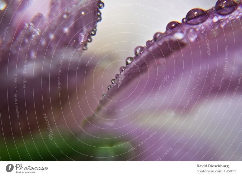 Perlenkette Leben harmonisch Natur Pflanze Wassertropfen Frühling Sommer Regen Blume Tulpe Blüte violett Tau nass Tropfen rund Farbfoto Außenaufnahme