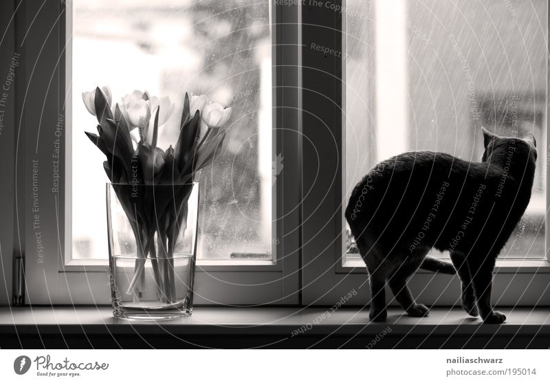 Katzenwetter Wassertropfen Regen Pflanze Blume Tulpe Haus Fenster Tier Haustier 1 beobachten Gefühle Schwarzweißfoto Innenaufnahme Menschenleer Tag Licht
