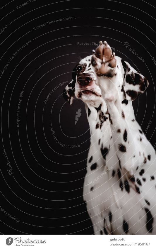 Bitte bitte! Tier Haustier Hund Dalmatiner 1 beobachten betteln Wunsch Hundeblick Tierliebe Pfote niedlich sympathisch Punkt gepunktet Freundlichkeit Farbfoto