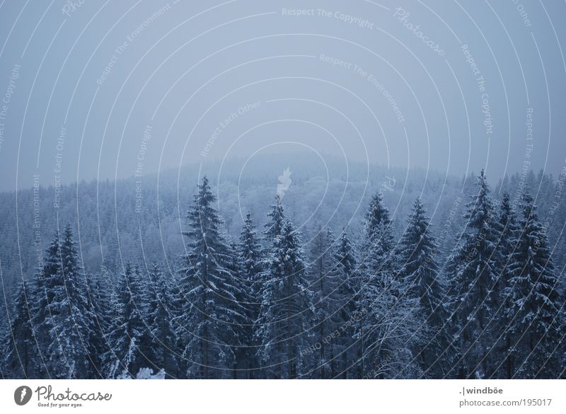 Winteraussichten Natur Landschaft Himmel Klima Eis Frost Schnee Baum Wald beobachten Erholung frieren Unendlichkeit kalt natürlich blau schwarz weiß Schutz