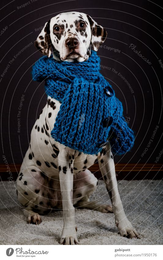 Erkältungszeit Lifestyle Gesundheit Gesundheitswesen Gesunde Ernährung Leben Winter Tier Haustier Hund 1 Schutz Geborgenheit Halsschmerzen Schal gestrickt