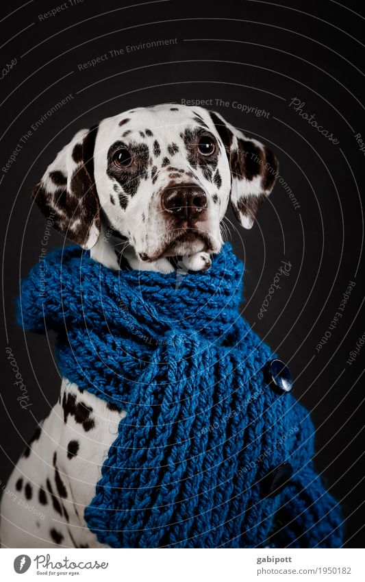 Grippewelle Gesundheit Gesundheitswesen Behandlung Alternativmedizin Krankheit Tier Haustier Hund 1 schön kuschlig blau schwarz weiß Verschwiegenheit Sympathie