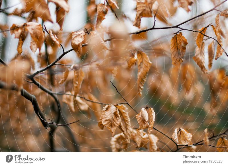 Herbstlich (2/2). Umwelt Natur Pflanze Winter Baum Buche Wald ästhetisch natürlich trocken braun schwarz Vergänglichkeit Ast Blatt Herbstlaub Farbfoto