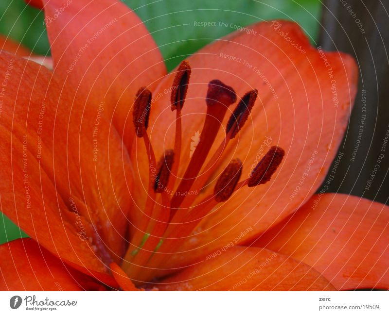 RedFlower rot Blume Lilien Makroaufnahme