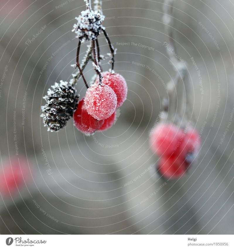 frostige Früchtchen Umwelt Natur Pflanze Winter Eis Frost Sträucher Frucht Beeren Zapfen Wald frieren hängen ästhetisch einzigartig klein natürlich braun grau