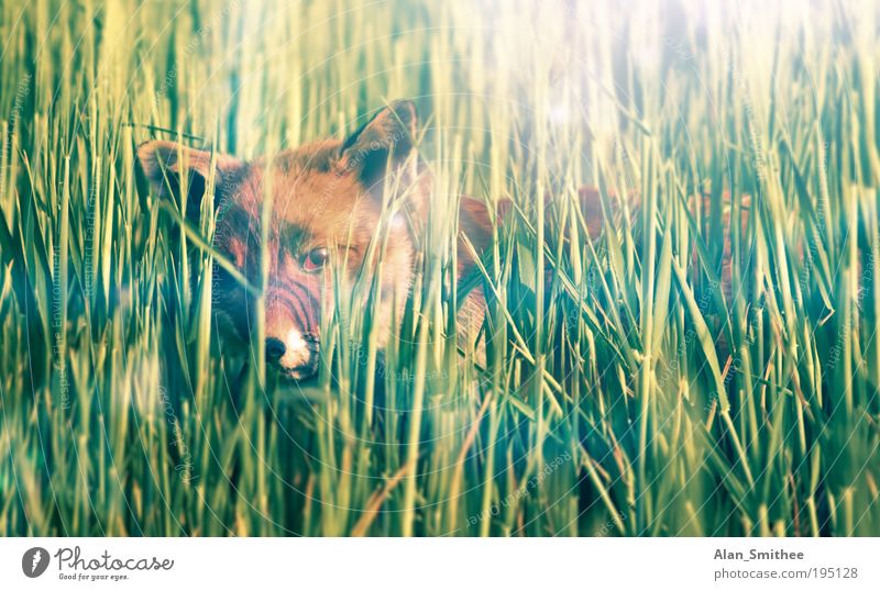schleichpfad Natur Tier Gras Feld Wildtier Fell Fuchs 1 beobachten Jagd Neugier wild grün Weisheit klug Schüchternheit verstecken listig Sonnenlicht Auge