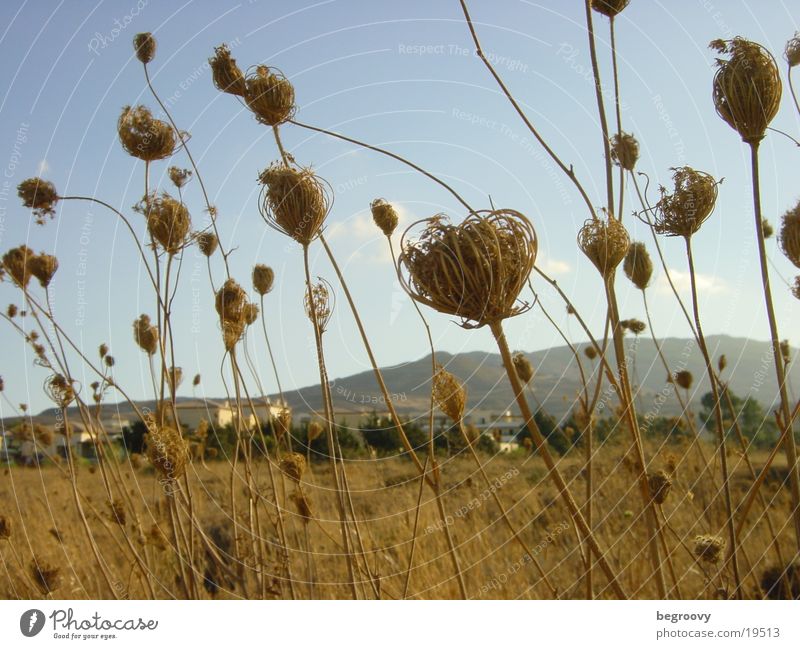 Blumen auf Kos Küste Blüte Sommer Griechenland Feld Stimmung quer Himmel Detailaufnahme