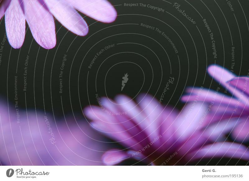 RandErScheinung Schönes Wetter Blume Anemonen violett Gefühle Schutz Rahmen Geborgenheit zart Frühling eingerahmt dunkel hell Tiefenschärfe Farbfoto