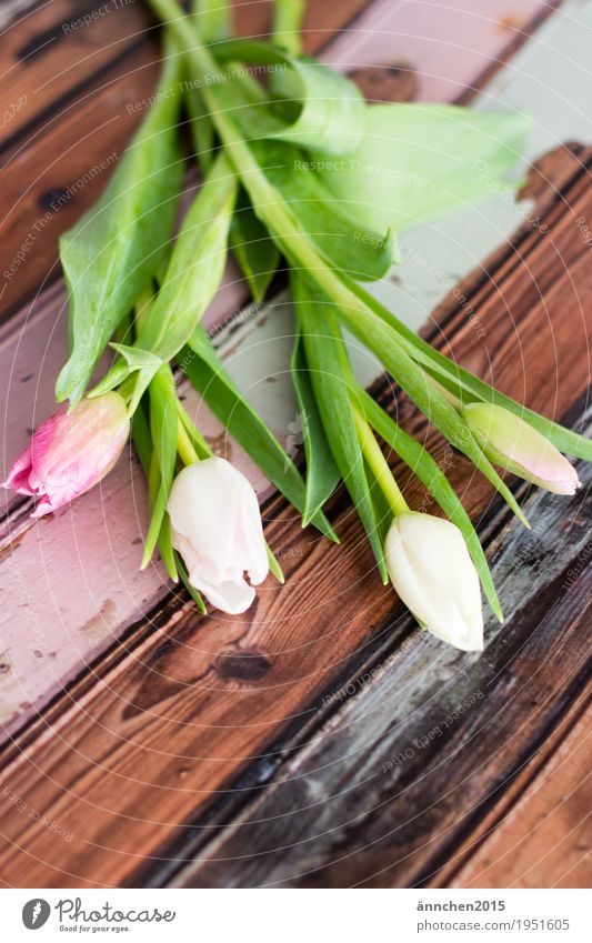 Blumenliebe Pflanze hell Tulpe Blumenstrauß Frühling Freundlichkeit Innenaufnahme Geschenk Liebe Freundschaft Muttertag schenken rosa orange rot grün Natur