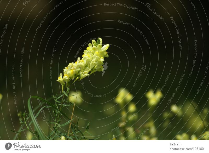 Leinkraut in Blüte Umwelt Natur Pflanze Schönes Wetter Wildpflanze Duft gelb Farbfoto Außenaufnahme Detailaufnahme Menschenleer Tag
