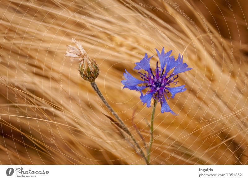 blau Natur Landschaft Pflanze Wind Blume Nutzpflanze Getreide Getreidefeld Kornblume Feld Bewegung stehen verblüht Wachstum natürlich gelb gold violett Leben