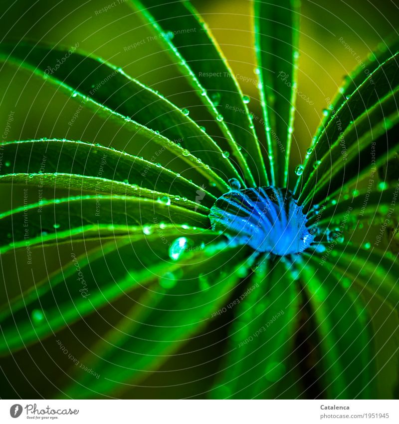 Sucht | nach knalligen Farben: Wassertropfen im Lupinenblatt Natur Pflanze Sommer Wetter Regen Blatt Garten glänzend Wachstum ästhetisch Flüssigkeit gelb grün