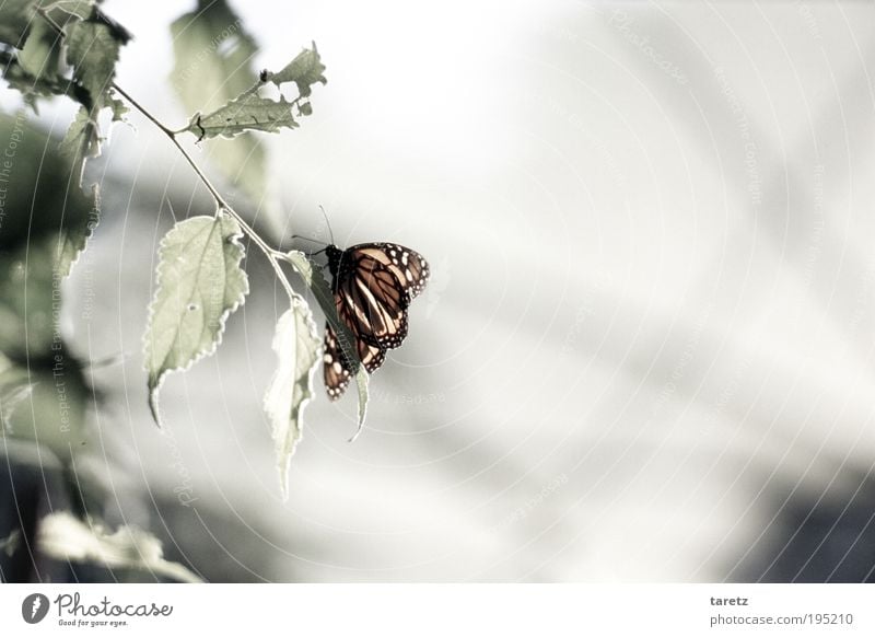 Alter Falter Tier Schmetterling 1 Vergänglichkeit angefressen hell Monarch bleich Insekt Natur Fressen Farbfoto Gedeckte Farben Außenaufnahme Nahaufnahme