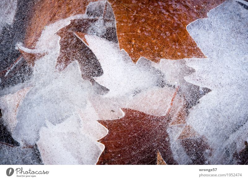 Eiszeit | glasklar III Natur Winter Frost Blatt Teich See kalt braun grau weiß Zacken gefroren durchsichtig Klarheit Querformat Farbfoto Gedeckte Farben