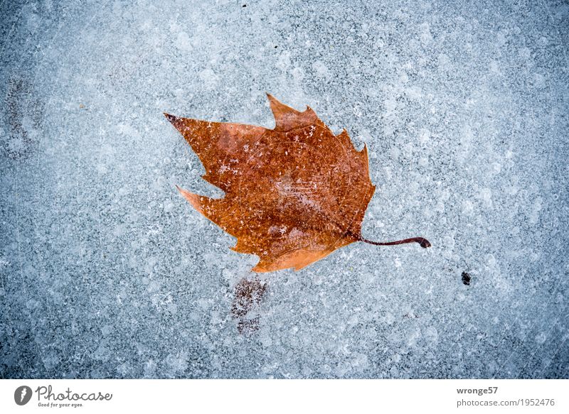 Eiszeit | Zeitkapsel I Natur Winter Blatt Teich See kalt braun grau weiß Frost gefroren eingeschlossen Querformat Zentralperspektive Außenaufnahme Nahaufnahme