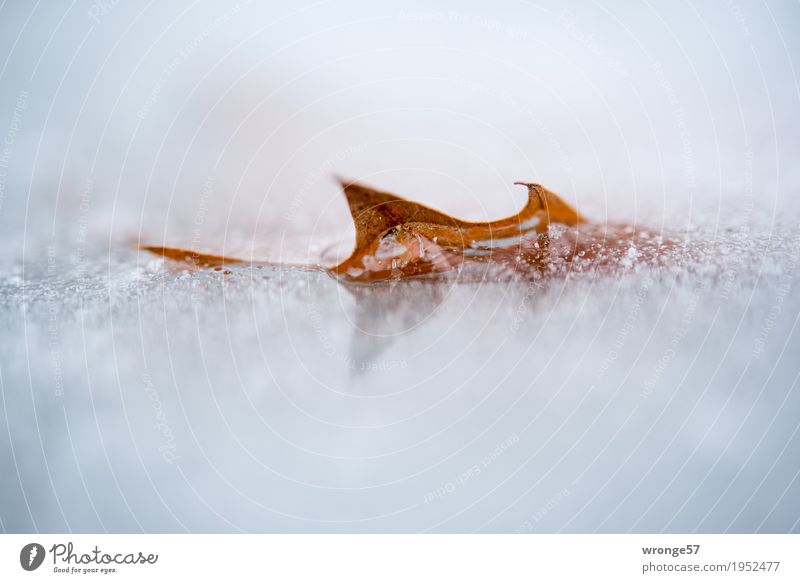 Eiszeit | Sägeblatt II Winter Frost Blatt Teich kalt nah Spitze braun grau weiß Zacken gefroren Reflexion & Spiegelung Nahaufnahme Makroaufnahme Querformat
