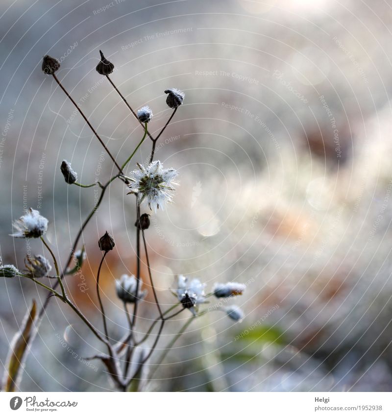 Eisblümchen Umwelt Natur Pflanze Winter Frost Blume Samen Stengel Wiese frieren glänzend stehen dehydrieren einfach einzigartig kalt natürlich braun grau