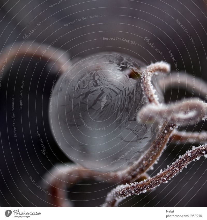 filigrane Eiskunst VII Umwelt Natur Pflanze Winter Frost Sträucher Zweig Garten Seifenblase frieren liegen ästhetisch außergewöhnlich schön einzigartig kalt