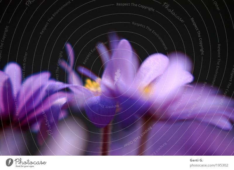 turbo Lenz Anemonen Blume Blüte Frühling Balkonpflanze Wind Bewegungsunschärfe violett Frühblüher Turbulenz durcheinander chaotisch wild Stengel
