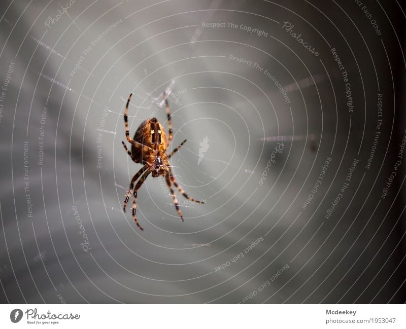 Ins Netz gegangen Natur Tier Sommer Nutztier Wildtier Spinne Beine Körperteile Kreuzspinne Spinnennetz Spinnenbeine 1 fangen festhalten hocken Jagd warten
