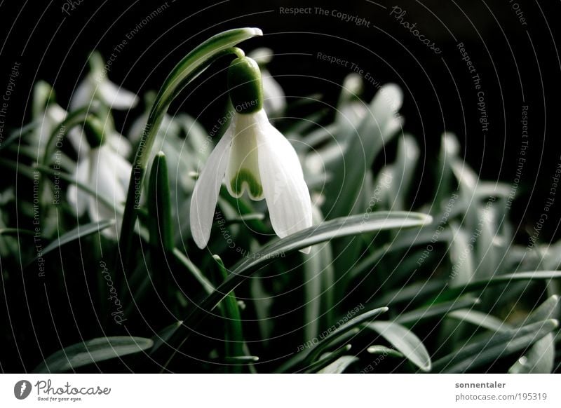 weiße jungfrau Natur Pflanze Frühling Schönes Wetter Blume Blatt Blüte Park Wiese Blühend Wachstum frisch hell nah grün Frühlingsgefühle "schnee schneeglöckchen