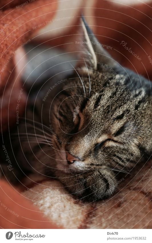 Eingekuschelt Wohlgefühl Erholung Häusliches Leben Wohnung Tier Haustier Katze Tiergesicht Pfote Hauskatze Tigerkatze europäisch Kurzhaar 1 Decke Wolldecke
