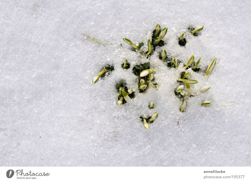 Winter | Frühling-Übergangsbild Umwelt Natur Pflanze Klima Klimawandel Wetter Schönes Wetter Schnee Blatt Blüte Märzenbecher Schneeglöckchen Frühblüher