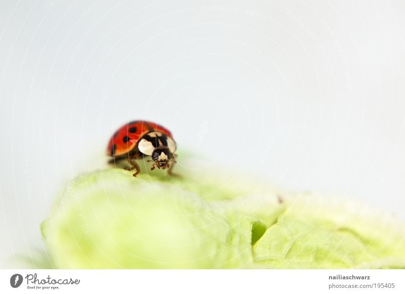Marienkäfer Lebensmittel Umwelt Natur Tier Käfer 1 ästhetisch grün rot schwarz weiß Glück Farbfoto mehrfarbig Innenaufnahme Menschenleer Textfreiraum rechts