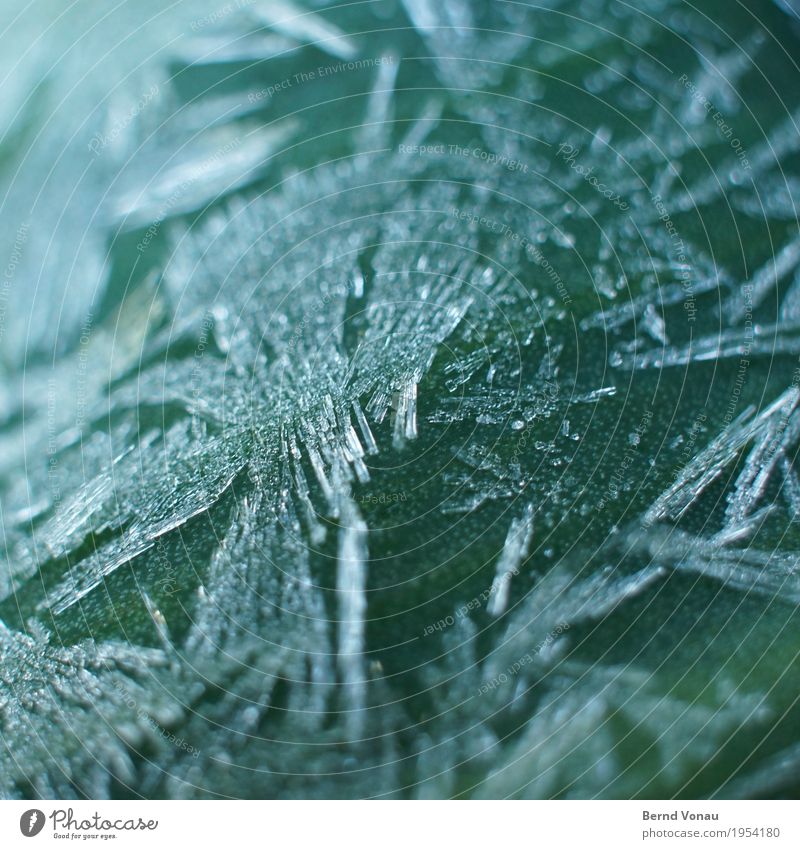 Frost Umwelt Natur Winter Pflanze kalt Eiskristall Blattgrün fein durchsichtig filigran morgenfrost Farbfoto Außenaufnahme Makroaufnahme Menschenleer Tag
