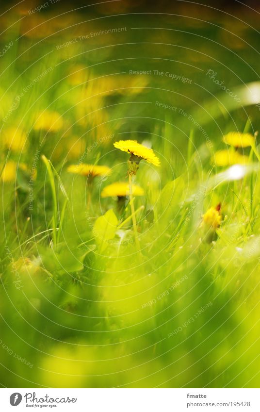 Frühling Umwelt Natur Pflanze Blüte Wiese ästhetisch frisch positiv weich grün Stimmung Zufriedenheit Löwenzahn Sonne Sommer Farbfoto Außenaufnahme