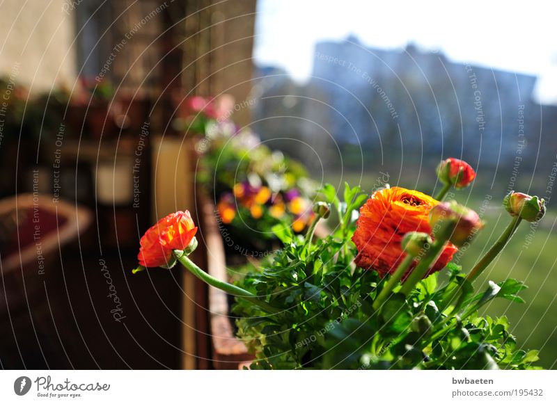 Frühling Pflanze Schönes Wetter Blume Hochhaus Balkon Freundlichkeit mehrfarbig Glück Fröhlichkeit Romantik Lebensfreude Farbfoto Außenaufnahme Menschenleer