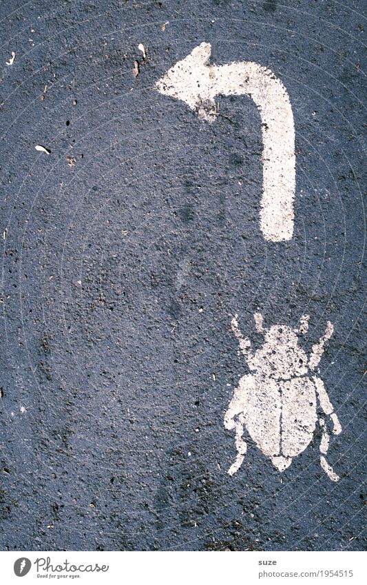 Bugfixes Umwelt Natur Tier Straße Wege & Pfade Käfer 1 Zeichen Schilder & Markierungen Pfeil krabbeln dreckig klein Neugier wild grau weiß Hilfsbereitschaft