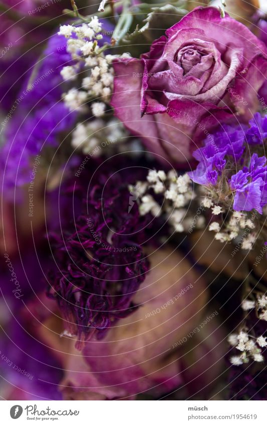 Purple Rose Pflanze Blüte Blühend Duft verblüht dehydrieren elegant natürlich feminin weich blau violett weiß Leidenschaft Sympathie Liebe Verliebtheit Romantik