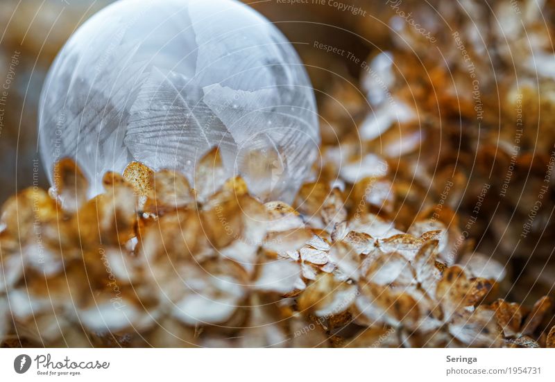 Seifenblase im Frostmantel 1 Natur Pflanze Winter Eis Schnee Schneefall Sträucher beobachten frieren liegen ästhetisch außergewöhnlich dünn elegant exotisch