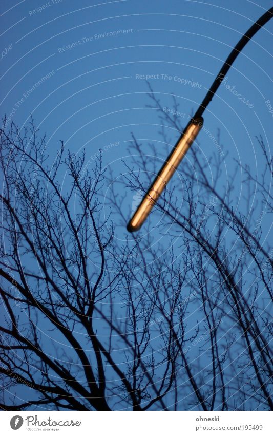 Leuchte Umwelt Natur Himmel Wolkenloser Himmel Klima Baum Ast Laterne Straßenbeleuchtung dunkel Farbfoto Außenaufnahme Menschenleer Textfreiraum oben Abend