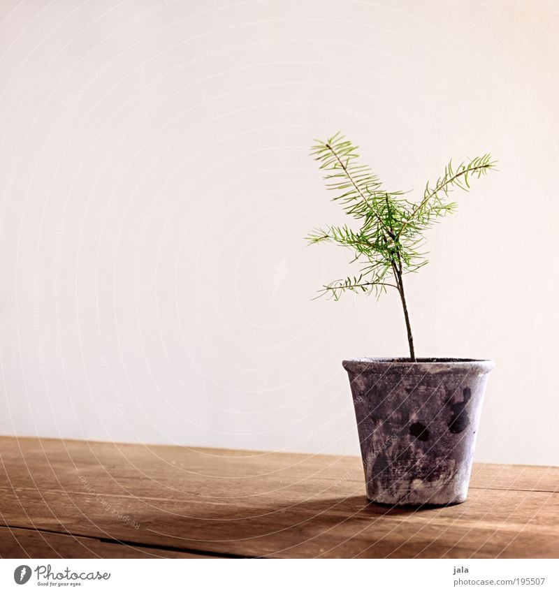 Latsche Frühling Pflanze Baum Topfpflanze Kiefer Nadelbaum Blumentopf Tisch Farbfoto Innenaufnahme Textfreiraum links Tag Licht Schatten