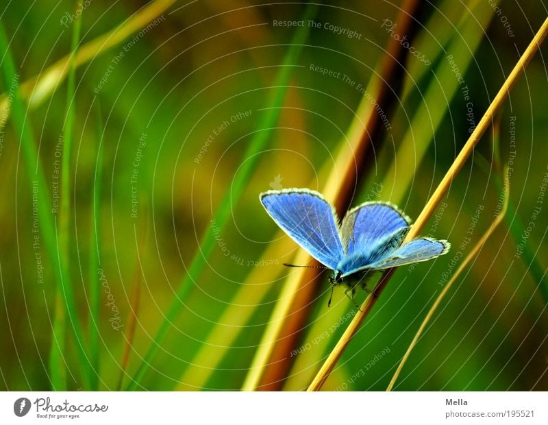 Ziemlich blau Umwelt Natur Pflanze Tier Sommer Gras Wiese Wildtier Schmetterling Bläulinge 1 hocken sitzen frei schön natürlich grün Freiheit Idylle